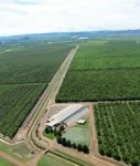Plantage_online Die Sandelholzplantage in Australien