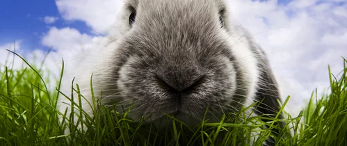 alte hasen gucken alte hasen gucken