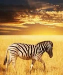 zebra prärie - online