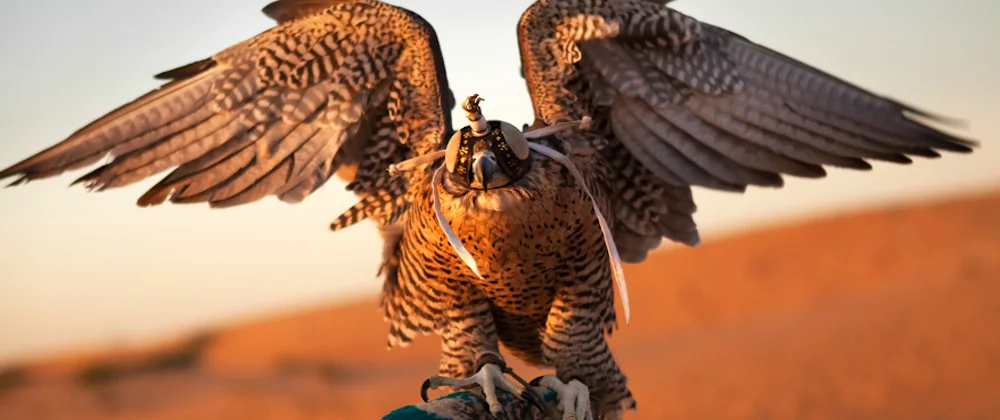 Arab Falke tt