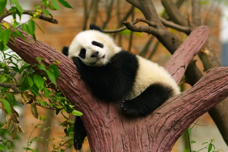 Panda China Baum - 750