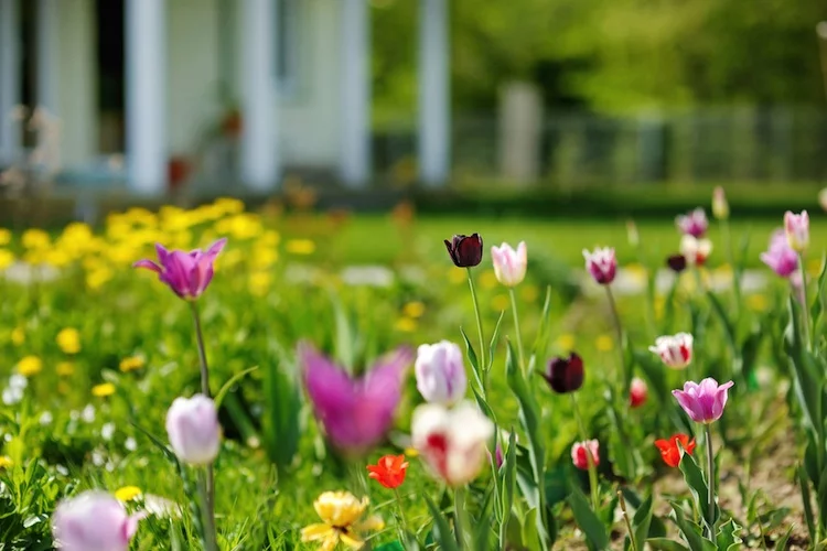 Fruehling_shutterstock_136384646 Kopie