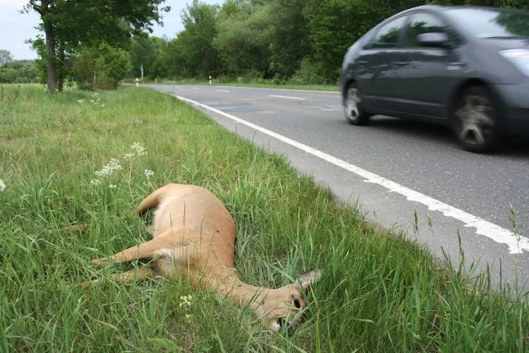 Vorsicht bei Wildwechsel sei das ganze Jahr geboten, nicht nur im Frühling und Herbst, teilte der GDV mit.
