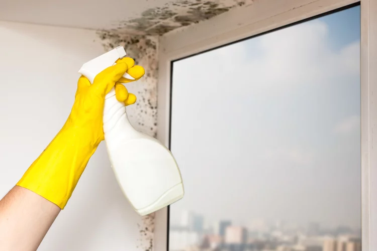 schimmel haus wohnung mangel mietminderung shutterstock_513412486