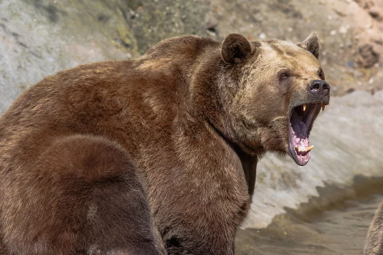 Die Angst vor dem Bären ist zurückgekehrt. Über 60 Prozent der Fondskäufer rechnen mit dem Ende der Bullenmärkte in 2019.