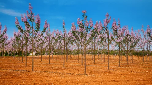 Paulownia