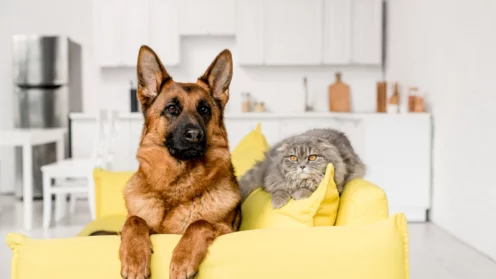 Hund und Katze auf Sofa