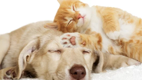 Hund und Katze, schlafend
