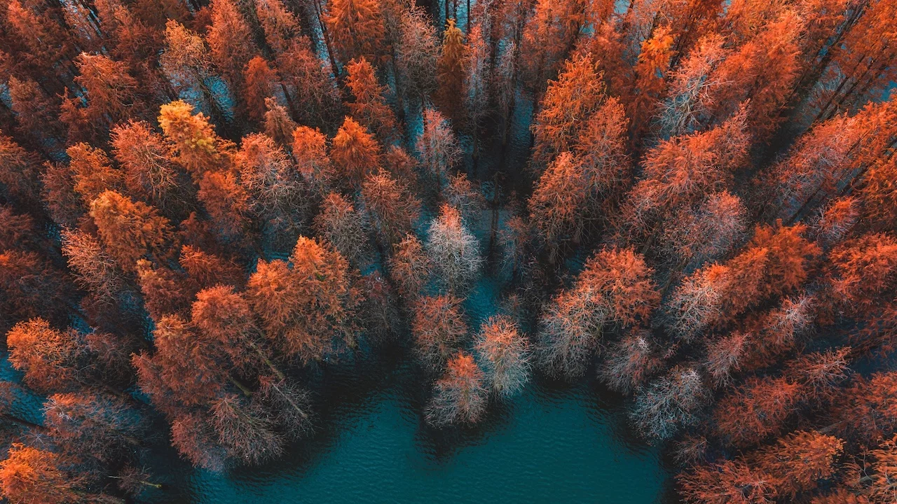 Autumn trees and green lake