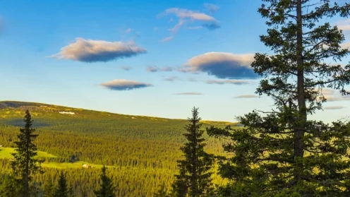 Nordischer Kiefernwald; Norwegian mountain landscape with mountains forest nature panora