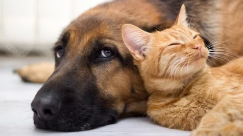 Tierversicherung, Hund und Katze,