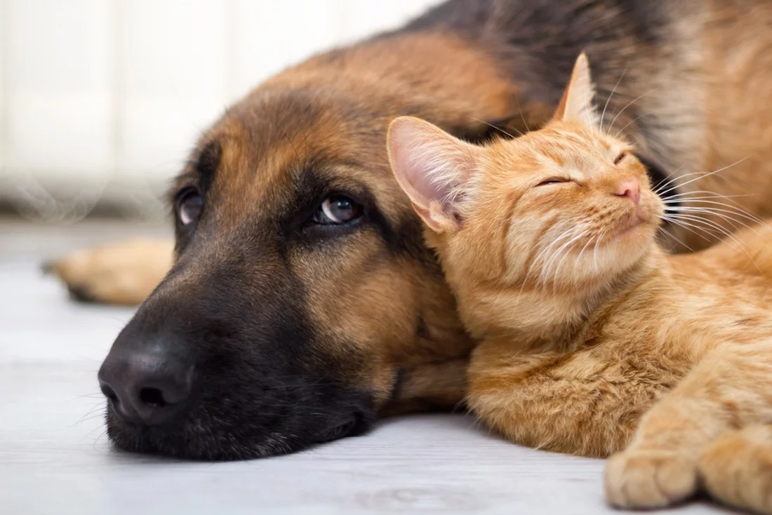Tierversicherung, Hund und Katze,