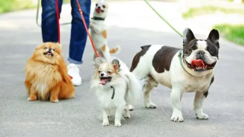 Frau geht mit Hunden im Park spazieren