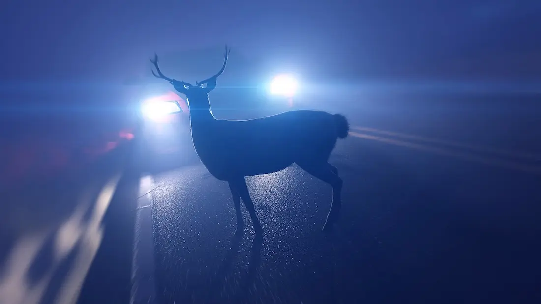 Kfz-Versicherung: Wildunfälle im Herbst
