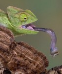 chameleon - 204_240 - shutterstock_10544314