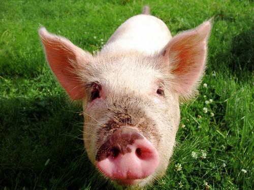 pig - shutterstock_1492128