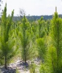 Bewirtschafteter Forst mit zweijährigen Kiefern im Süden der USA