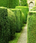 hedges