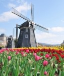 holland niederlande tulpen windmühle