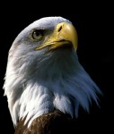 eagle - shutterstock_110779-1