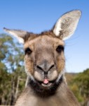 kangaroo from australien