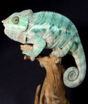 chameleon 2