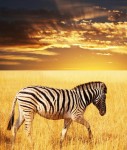 zebra prärie - online