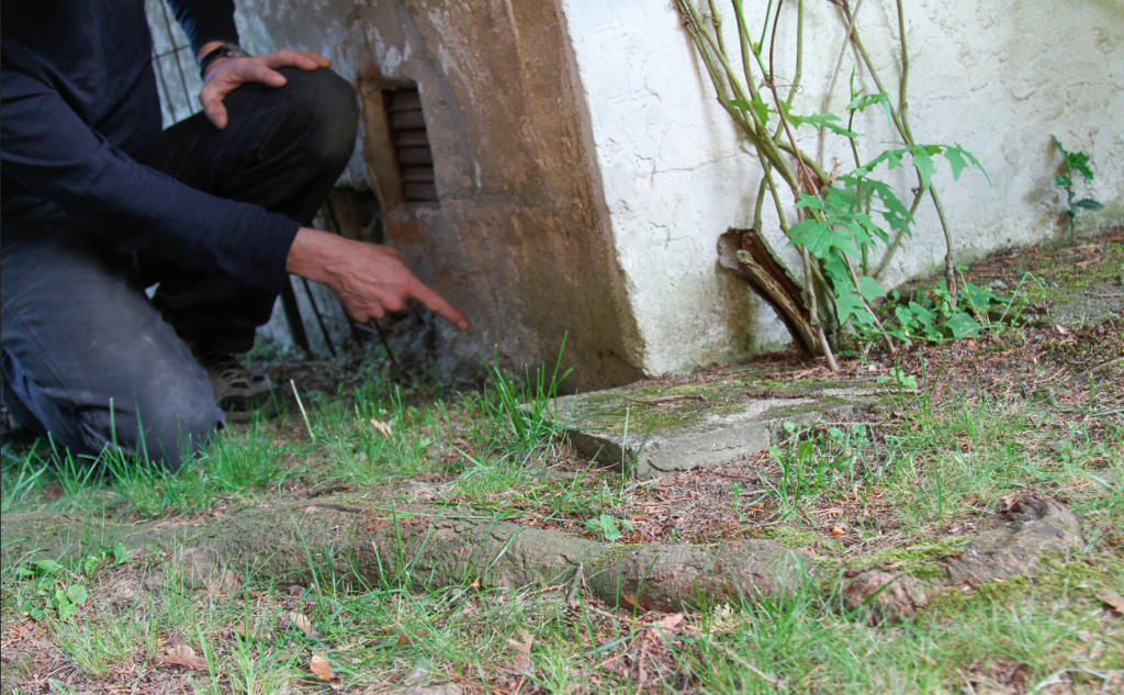 Haftpflicht: Wenn Nachbars Pflanzen Schäden verursachen
