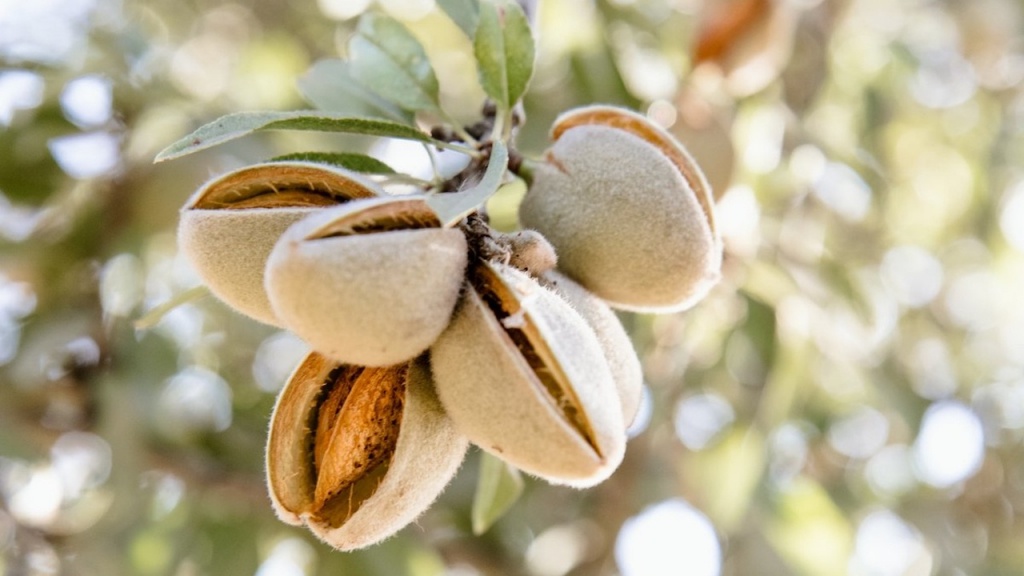 Investitionsziel von Forest Finance: Reife Mandelfrüchte am Baum.