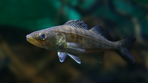 Edelfisch Zander schwimmt im Wasser.