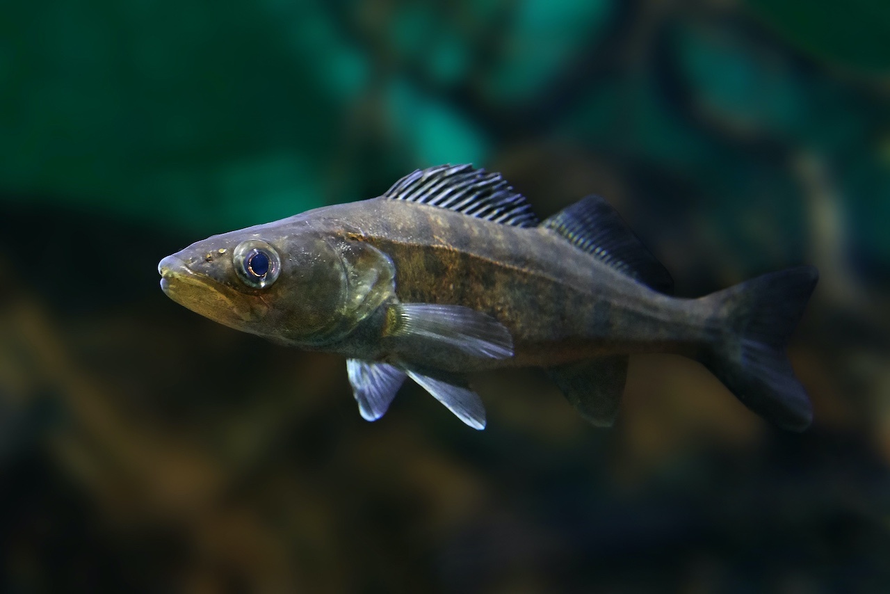 Edelfisch Zander schwimmt im Wasser.