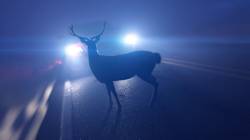 Ein Hirsch steht im Dunkel im Scheinwerferlicht eines Autos