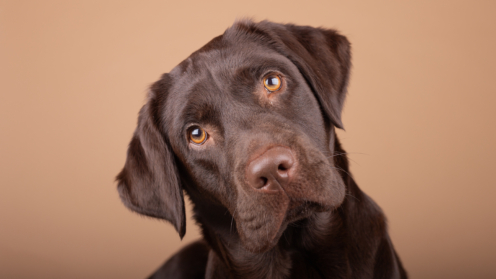 Ein brauner Labrador guckt schief in die Kamera