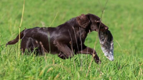 Brauner Jagdhund bei der Arbeit