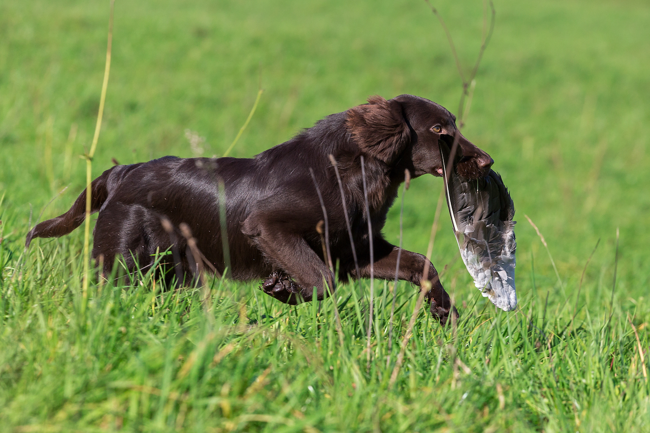 Brauner Jagdhund bei der Arbeit