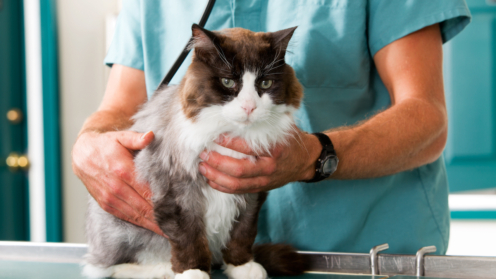 Katze beim Tierarzt