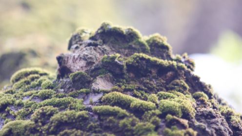 Moos auf einem Baum. stieg aus dem Moos. Foto