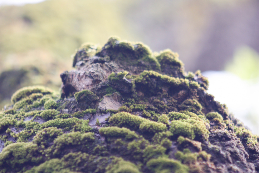 Moos auf einem Baum. stieg aus dem Moos. Foto