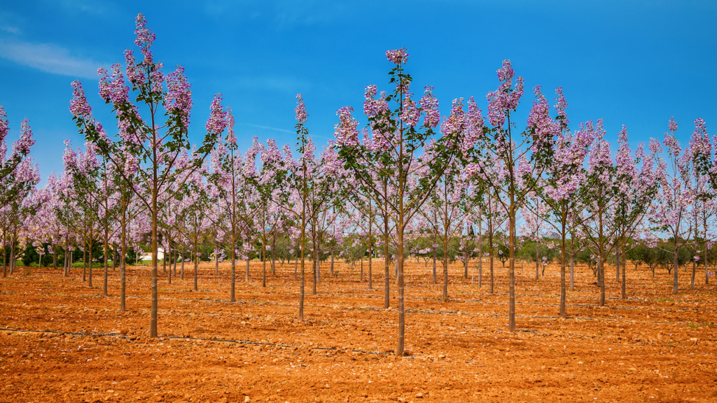 Paulownia