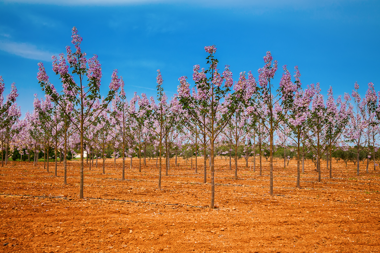 Paulownia