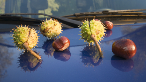 Kastanien auf einer Motorhaube