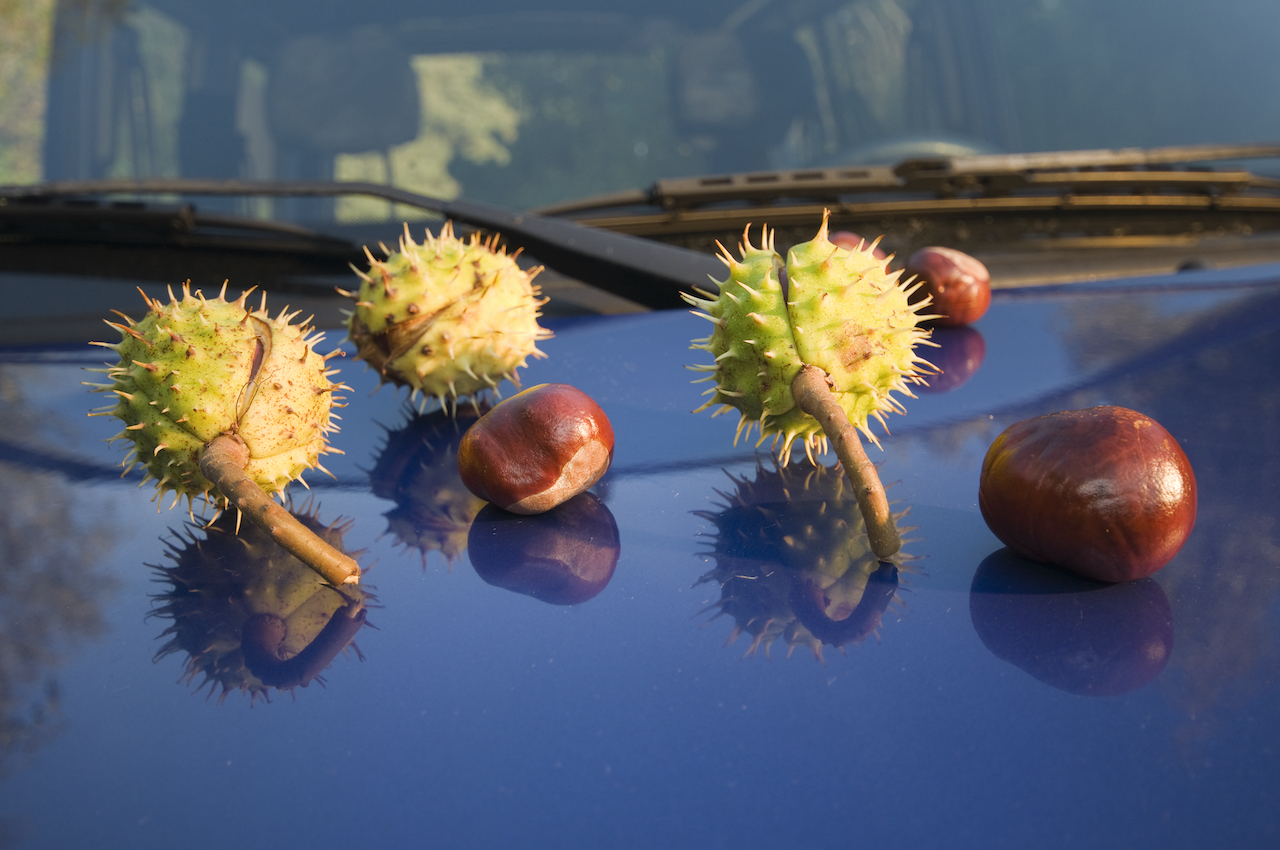 Kastanien auf einer Motorhaube