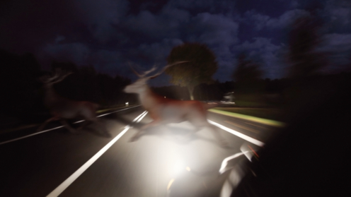 Running deer across the road in front of the car at night