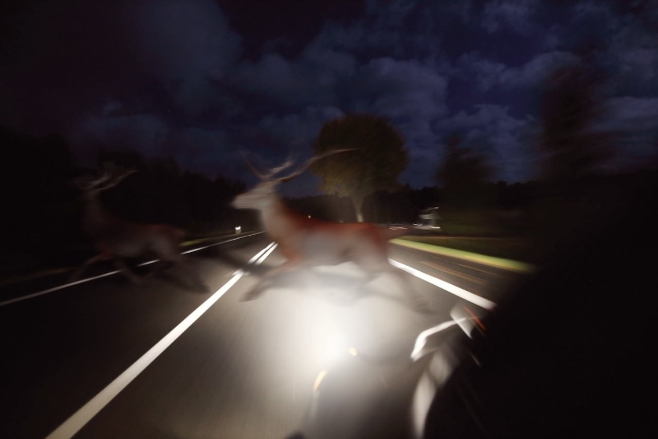 Running deer across the road in front of the car at night