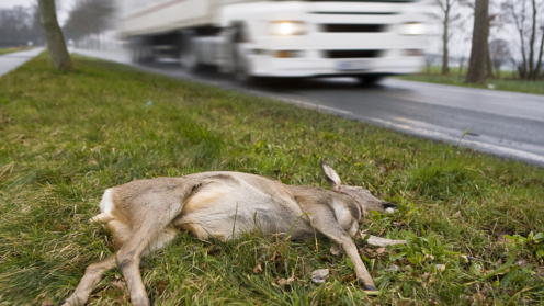 Totes Reh am Straßenrand, LKW fährt vorbei