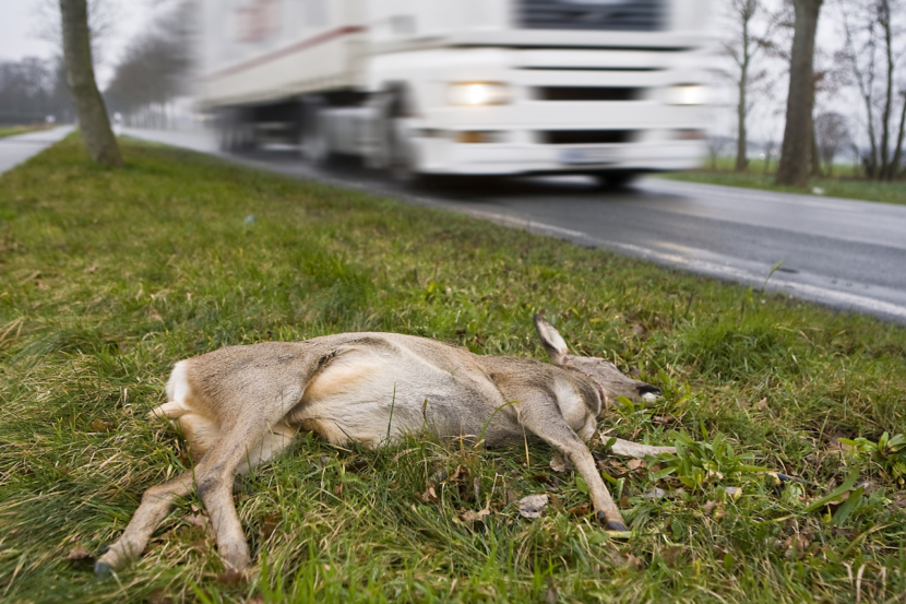 Totes Reh am Straßenrand, LKW fährt vorbei