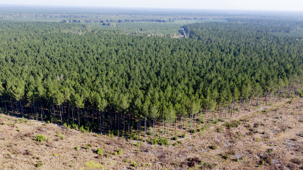 Luftaufnahme einer Waldfläche