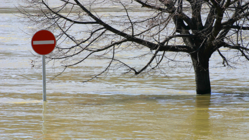 Baum im Hochwasser