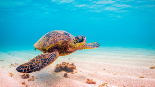 Meeresschildkröte in türkis-blauem Wasser