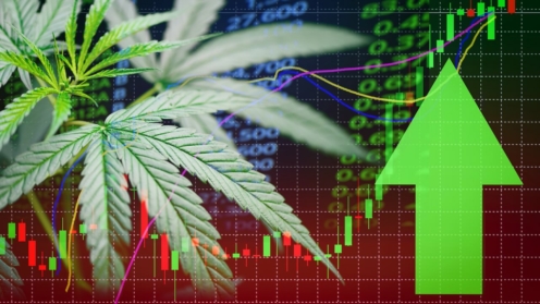 Geschäft Marihuana hinterlässt Cannabis Aktienerfolg Marktpreis